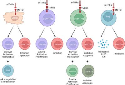 TFNR2 in Ischemia-Reperfusion Injury, Rejection, and Tolerance in Transplantation